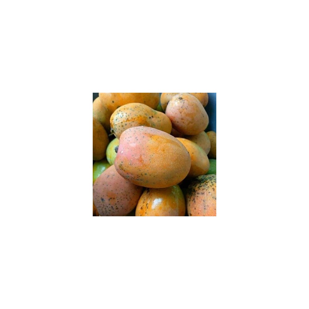 Local Mangoes (1kg)