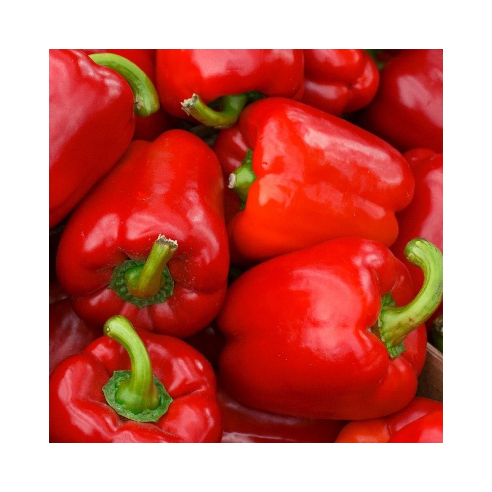 Sweet Pepper ( Red ) (1kg)