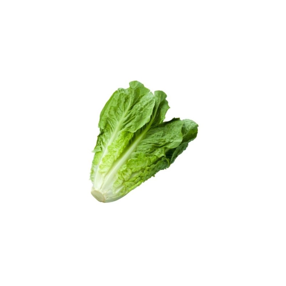 Lettuces