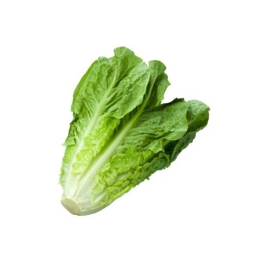 Lettuces