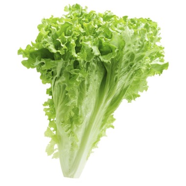 Lettuces